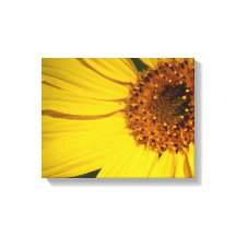 Solros Wrapped Canvas