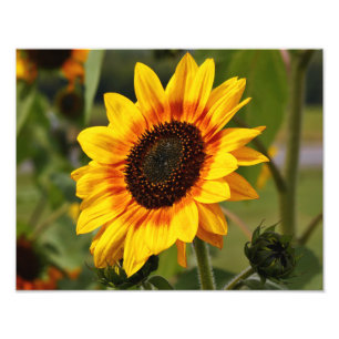 Solrosaka Helianthus Fototryck