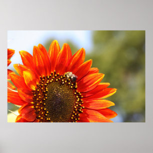 Solrosblomma Kärlek 1 Poster