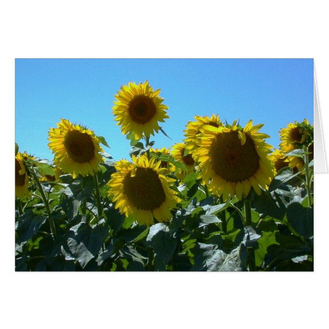 Solrosblomma - kort (Framsidan Horizontal)