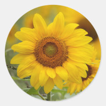 Solrosblomma