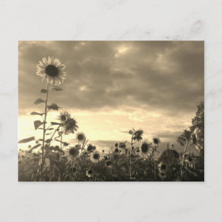 Solrosblomma vid solnedgång - vykort