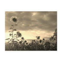 Solrosblomma vid solnedgång - vykort