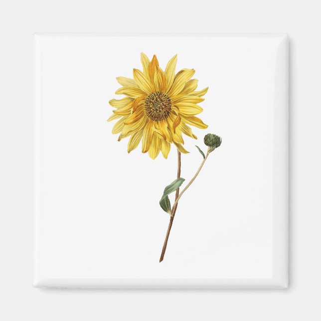 Solrosblommans blomsterplanta Blommar Bloom Magnet (Framsidan)
