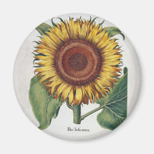 Solrosblommans Vintage Skål blomning Magnet
