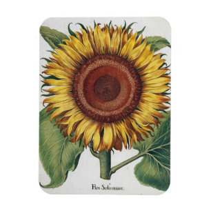 Solrosblommans Vintage Skål blomning Magnet