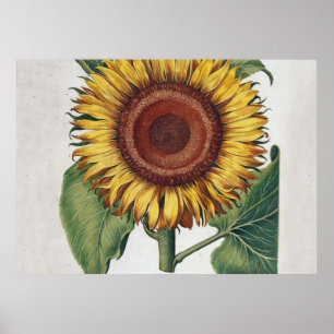 Solrosblommans Vintage Skål blomning Poster