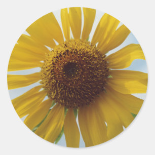 Solrosblommor av vibrant Gult i Blå himmel Runt Klistermärke