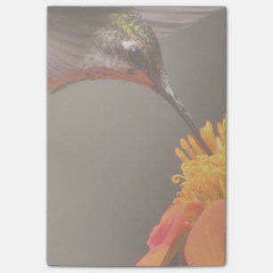 Solrosblommor, blommor, Blommigt Post-it Block