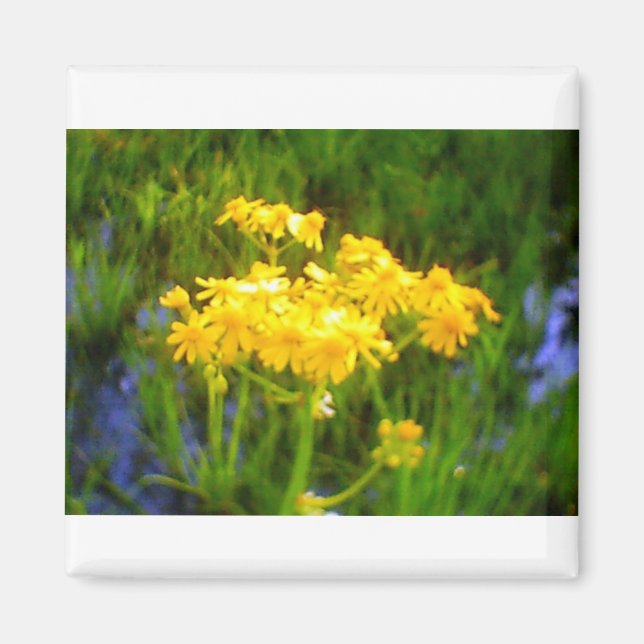 Solrosblommor, blommor magnet (Framsidan)