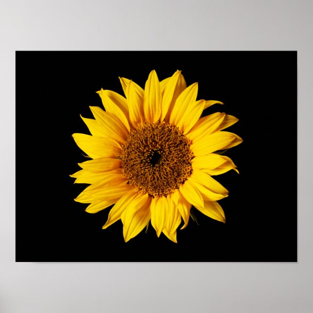 Solrosblommor Gult på svart - Anpassade Sol-blommo Poster (Framsidan)