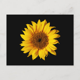 Solrosblommor Gult på svart - Anpassade Sol-blommo Vykort