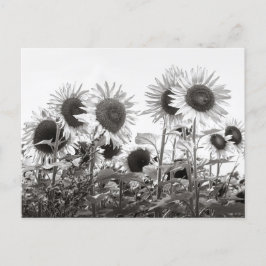 Solrosblommor i svartvitt vykort