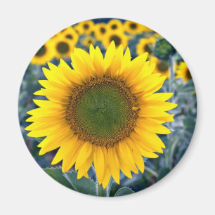 Solrosblommor Magnet