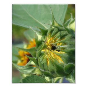 Solrosblommor, uppfällbara 8 x 10 fototryck