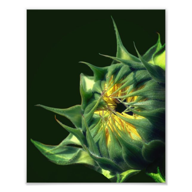 Solrosblommor, uppfällbara 8 x 10 fototryck (Framsidan)