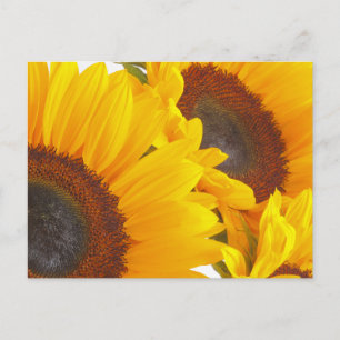 Solrosblommor Vykort