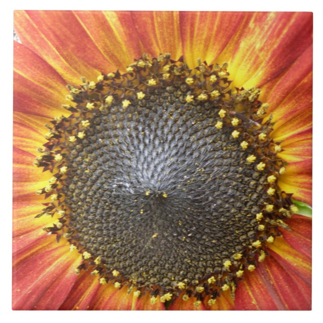 Solrosbrile, röd och Gult Kakelplatta (Framsidan)