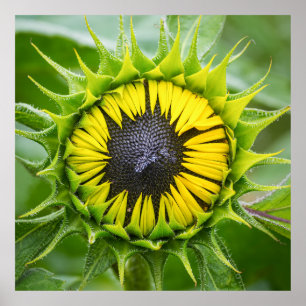 Solrosbud Poster