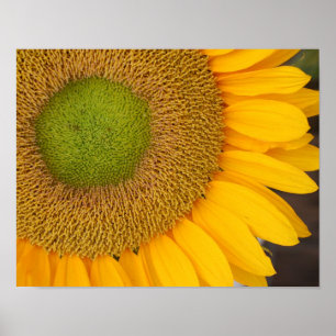 Solroscenter och Petals på nära håll Poster