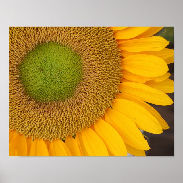 Solroscenter och Petals på nära håll Poster (Framsidan)