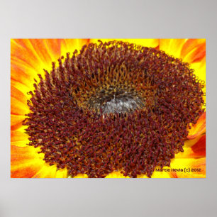 Solroscentrum Poster