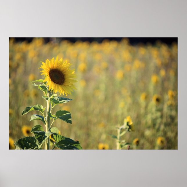 Solrosdagen Poster (Framsidan)