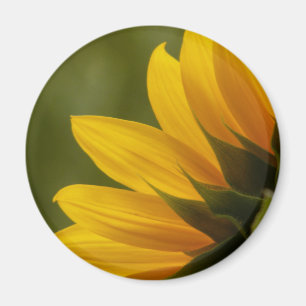 Solrosdetaljer Magnet