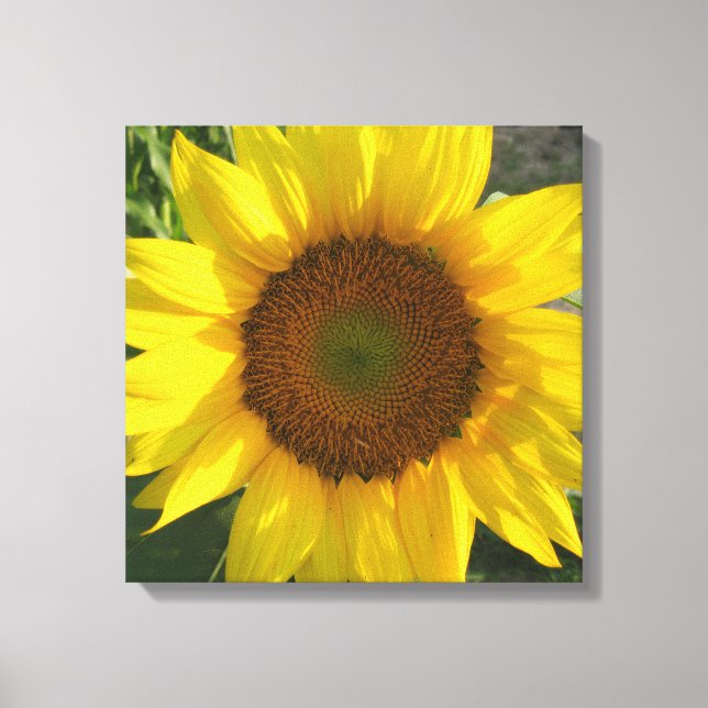 Solrosduktryck på sträckt canvas (Framsida)
