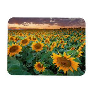 Solrosfält i Longmont, Colorado Magnet