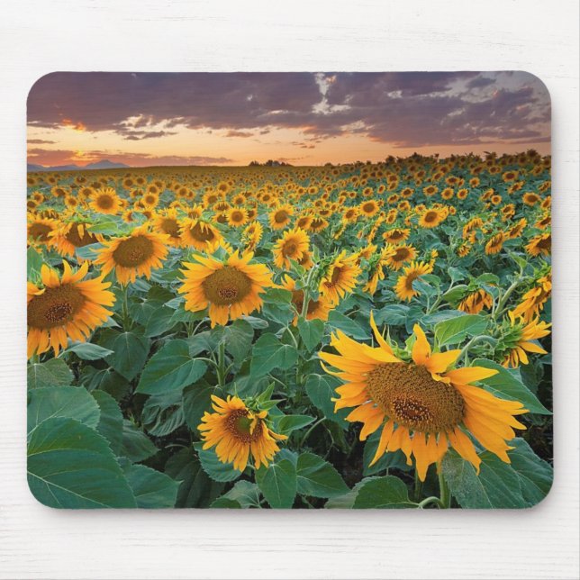 Solrosfält i Longmont, Colorado Musmatta (Framsidan)