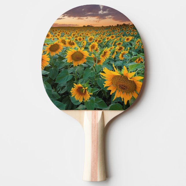 Solrosfält i Longmont, Colorado Pingisracket (Framsidan)