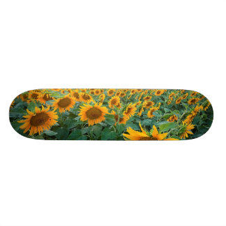 Solrosfält i Longmont, Colorado Skateboard Bräda 19,5 Cm