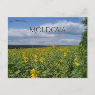 Solrosfält i Moldavien Vykort