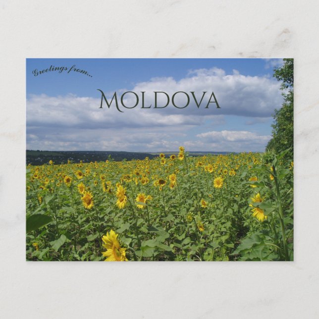 Solrosfält i Moldavien Vykort (Framsida)