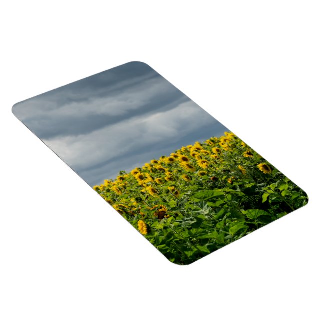 Solrosfält. Magnet (Högersidan)