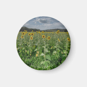 "Solrosfält" Magnet
