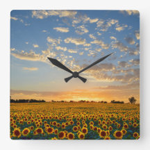 Solrosfält på solnedgången