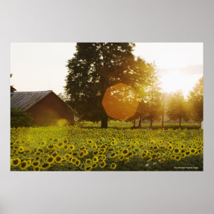 Solrosfält på solnedgången med en ladugård poster