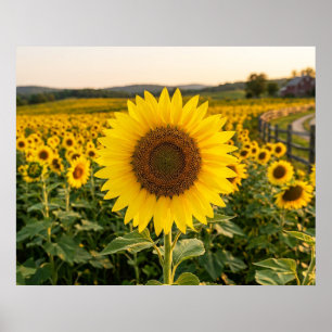 Solrosfält Poster