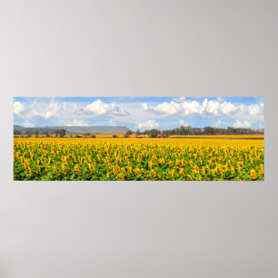 Solrosfält Poster