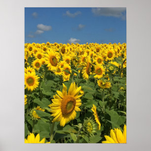 Solrosfält Poster