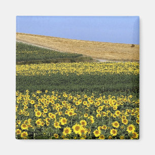 Solrosfält, Tuscany, italien Magnet