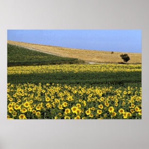 Solrosfält, Tuscany, italien Poster