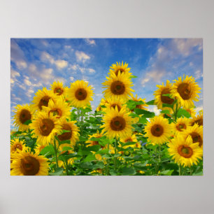 Solrosfält, vackra blommor, poster