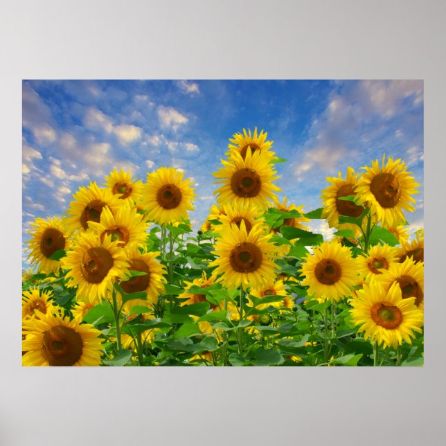 Solrosfält, vackra blommor, poster (Framsidan)
