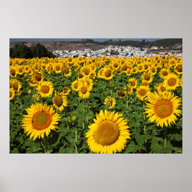 Solrosfält, vit kulle stad Bornos Poster (Framsidan)