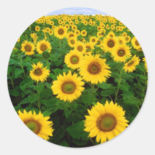 Solrosfältgula blommor runt klistermärke