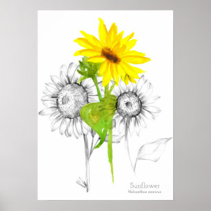 Solrosfärgspenna Botaniska Teckning Poster