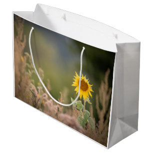 Solrosfoto